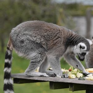 peak-wildlife-park-main peak-wildlife-park-main